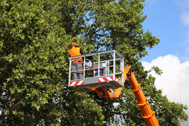 Best Firewood Processing and Delivery  in Groveland, ID