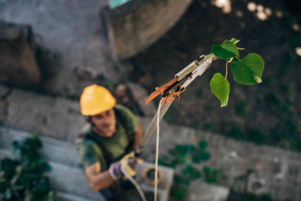 Best Tree Trimming and Pruning  in Groveland, ID