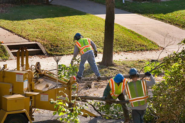 Best Tree Preservation Services  in Groveland, ID