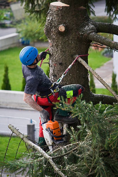 Best Tree Risk Assessment  in Groveland, ID