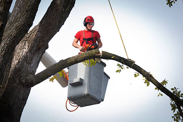 Best Fruit Tree Pruning  in Groveland, ID