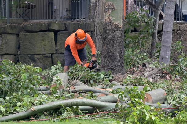 Best Storm Damage Tree Cleanup  in Groveland, ID